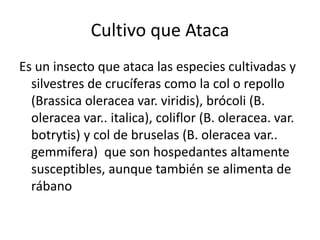 Cultivo que Ataca 
Es un insecto que ataca las especies cultivadas y 
silvestres de crucíferas como la col o repollo 
(Brassica oleracea var. viridis), brócoli (B. 
oleracea var.. italica), coliflor (B. oleracea. var. 
botrytis) y col de bruselas (B. oleracea var.. 
gemmifera) que son hospedantes altamente 
susceptibles, aunque también se alimenta de 
rábano 
 
