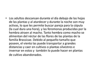 • Los adultos descansan durante el día debajo de las hojas 
de las plantas y al atardecer y durante la noche son muy 
activas, lo que les permite buscar pareja para la cópula 
(la cual dura una hora), y las feromonas producidas por la 
hembra atraen al macho. Tanto hembra como macho se 
alimentan del néctar de las flores de las plantas de la 
familia Brassicae. Debido al pequeño tamaño que 
poseen, el viento las puede transportar a grandes 
distancias y caer en cultivos o plantas silvestres e 
invernar en estos y también lo puede hacer en plantas 
de cultivo abandonados. 
 