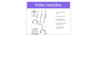 PODA NATURAL
•

1º año, Formación de la
rama.

•

2º, Ramiﬁcación lateral.

•

3º, Aparición de los
órganos de fructiﬁcación.

•

4º, Arqueado natural bajo
el peso de la fruta.

•

5º, Rejuvenecimiento
natural de la rama.

 