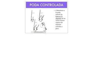 PODA CONTROLADA
• Ciñéndonos a
la poda
natural, la
fruta se va
alejando de las
ramas fuertes
capaces de
soportar
cosechas y
peso

 