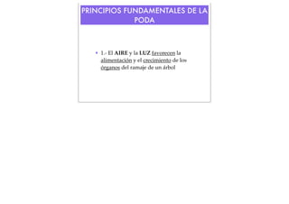 PRINCIPIOS FUNDAMENTALES DE LA
PODA

• 1.- El AIRE y la LUZ favorecen la
alimentación y el crecimiento de los
órganos del ramaje de un árbol

 
