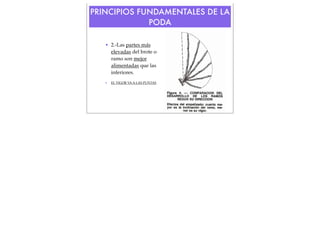 PRINCIPIOS FUNDAMENTALES DE LA
PODA
• 2.-Las partes más
elevadas del brote o
ramo son mejor
alimentadas que las
inferiores.
•
!

EL VIGOR VA A LAS PUNTAS

 