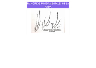 PRINCIPIOS FUNDAMENTALES DE LA
PODA

 