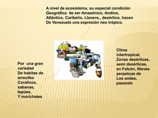 A nivel de ecosistema, su especial condición 
Geográfica de ser Amazónico, Andino, 
Atlántico, Caribeño, Llanero,, desértico, hacen 
De Venezuela una expresión neo trópico. 
Clima intertropical, Zonas desérticas, semi desérticas, en Falcón, Nieves perpetuas de Los andes, pasando 
Por una gran variedad 
De habitas de arrecifes 
Coralinos, sabanas, tepúes, 
Y morichales  