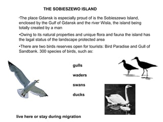 THE SOBIESZEWO ISLAND The place Gdansk is especially proud of is the Sobieszewo Island, enclosed by the Gulf of Gdansk and the river Wisla, the island being totally created by a man • Owing to its natural properties and unique flora and fauna the island has the lagal status of the landscape protected area • There are two birds reserves open for tourists: Bird Paradise and Gull of Sandbank. 300 species of birds, such as: gulls waders swans ducks  live here or stay during migration 