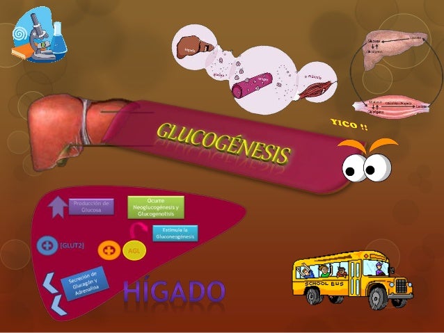 Aprender más sobre metabolismo lento causas