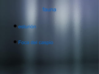 fauna
esturión
Foca del caspio
 