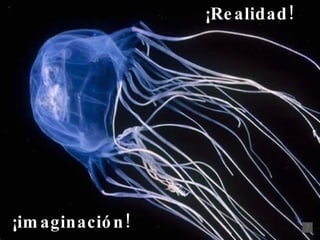 ¡imaginación! ¡ Realidad! 