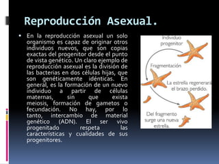 Reproducción Asexual.
 En la reproducción asexual un solo
organismo es capaz de originar otros
individuos nuevos, que son copias
exactas del progenitor desde el punto
de vista genético. Un claro ejemplo de
reproducción asexual es la división de
las bacterias en dos células hijas, que
son genéticamente idénticas. En
general, es la formación de un nuevo
individuo a partir de células
maternas, sin que exista
meiosis, formación de gametos o
fecundación. No hay, por lo
tanto, intercambio de material
genético (ADN). El ser vivo
progenitado respeta las
características y cualidades de sus
progenitores.
 