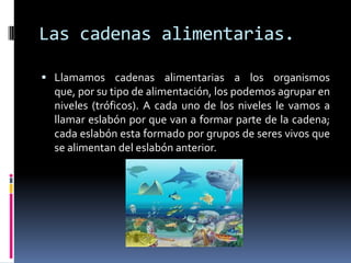 Las cadenas alimentarias.
 Llamamos cadenas alimentarias a los organismos
que, por su tipo de alimentación, los podemos agrupar en
niveles (tróficos). A cada uno de los niveles le vamos a
llamar eslabón por que van a formar parte de la cadena;
cada eslabón esta formado por grupos de seres vivos que
se alimentan del eslabón anterior.
 