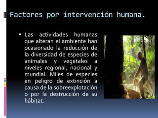 Factores por intervención humana.
 Las actividades humanas
que alteran el ambiente han
ocasionado la reducción de
la diversidad de especies de
animales y vegetales a
niveles regional, nacional y
mundial. Miles de especies
en peligro de extinción a
causa de la sobreexplotación
o por la destrucción de su
hábitat.
 