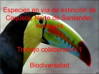 Especies en vía de extinción de
 Caquetá, Norte de Santander,
          Antioquia


    Trabajo colaborativo 1

        Biodiversidad
 