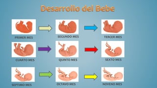 PRIMER MES SEGUNDO MES TERCER MES
CUARTO MES QUINTO MES SEXTO MES
SEPTIMO MES OCTAVO MES NOVENO MES
 