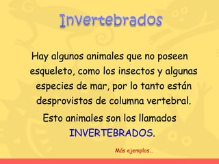 Hay algunos animales que no poseen esqueleto, como los insectos y algunas especies de mar, por lo tanto están desprovistos de columna vertebral. Esto animales son los llamados  INVERTEBRADOS .  Más ejemplos… 