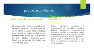 propagación-keikis
¿Quién descubrió la orquídea?
 El origen del nombre científico de
nuestra Orquídea, Cattleya mossiae,
es en honor al inglés William Cattley,
este cultivó los primeros bulbos de
esta planta en el año de 1818, a través
de unas especies enviadas desde
Brasil, en Venezuela fue hallada en
1839.23 may 2021
¿Cómo se reproducen las
orquídeas?
 Keikis: reproducir orquídeas La
reproducción de orquídeas mediante
keikis es una reproducción asexual o, lo
que es lo mismo, no interviene ningún
insecto polinizador en el proceso. Un keiki
supone el nacimiento de una réplica de la
planta original habitualmente en la vara
floral y, en contadas ocasiones, en la base
de la orquídea.
 
