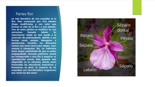 Partes flor
Lo más llamativo de una orquídea es la
flor. Está compuesta por tres sépalos
(hojas modificadas y con color que
forman el cáliz de la flor ) y tres pétalos.
Uno de estos pétalos se modifica en una
estructura llamada labelo. Su
importancia reside en que ayuda a la
atracción de polinizadores, debido a sus
formas como rampas, toboganes o
plataformas. También, sus diferentes
colores son como faros para abejas, aves,
moscas o mosquitos. Así, un individuo
tiene mayor posibilidad de que su polen
empaquetado, llamado polinario, pueda
ser transportado a otra flor y asegurar su
reproducción sexual. Este paquete está
disponible en la columna, donde están
fusionadas las estructuras masculinas y
femeninas, es decir, la mayoría de las
orquídeas son hermafroditas (organismo
que reúne los dos sexos)
 