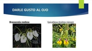 DARLE GUSTO AL OJO
Brassavola nodosa Epicatleya Andrea niessen
 