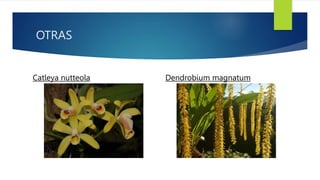 OTRAS
Catleya nutteola Dendrobium magnatum
 