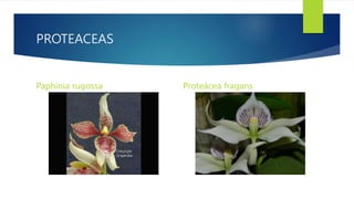 PROTEACEAS
Paphinia rugossa Proteácea fragans
 