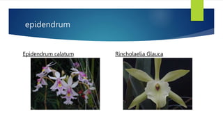 epidendrum
Epidendrum calatum Rincholaelia Glauca
 