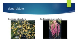 dendrobium
Oncidium obrizatum Rodriguezia lanceolatum
 