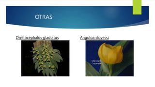 OTRAS
Ornitocephalus gladiatus Anguloa clovessi
 