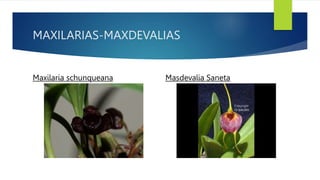 MAXILARIAS-MAXDEVALIAS
Maxilaria schunqueana Masdevalia Saneta
 