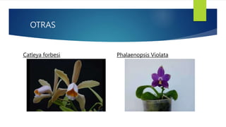 OTRAS
Catleya forbesi Phalaenopsis Violata
 