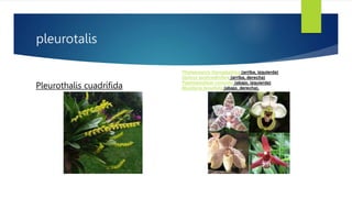 pleurotalis
Pleurothalis cuadrífida
Phalaenopsis hieroglyphica (arriba, izquierda)
Ophrys tenthredinifera (arriba, derecha)
Paphiopedilum concolor (abajo, izquierda)
Maxillaria tenuifolia (abajo, derecha).
 