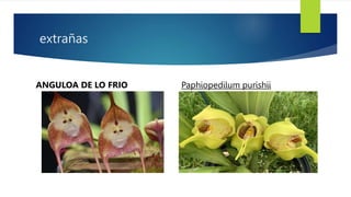 extrañas
ANGULOA DE LO FRIO Paphiopedilum purishii
 