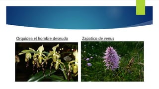 Orquidea el hombre desnudo Zapatico de venus
 