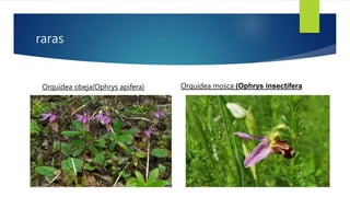 raras
Orquídea obeja(Ophrys apifera) Orquidea mosca (Ophrys insectifera
Orquídea mosca (
 