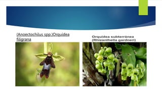 (Anoectochilus spp.)Orquídea
filigrana
 