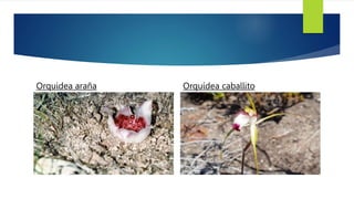 Orquidea araña Orquídea caballito
 