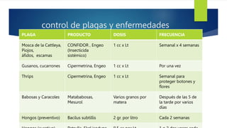 control de plagas y enfermedades
PLAGA PRODUCTO DOSIS FRECUENCIA
Mosca de la Cattleya,
Piojos,
áfidos, escamas
CONFIDOR , Engeo
(Insecticida
sistémico)
1 cc x Lt Semanal x 4 semanas
Gusanos, cucarrones Cipermetrina, Engeo 1 cc x Lt Por una vez
Thrips Cipermetrina, Engeo 1 cc x Lt Semanal para
proteger botones y
flores
Babosas y Caracoles Matababosas,
Mesurol
Varios granos por
matera
Después de las 5 de
la tarde por varios
días
Hongos (preventivo) Bacilus subtillis 2 gr. por litro Cada 2 semanas
 