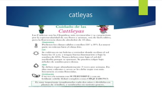 catleyas
 