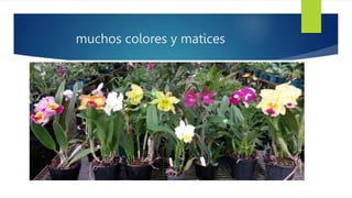 muchos colores y matices
 