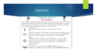 VANDAS
 