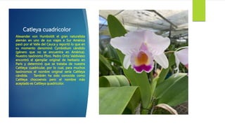 Catleya cuadricolor
Alexander von Humboldt el gran naturalista
alemán en uno de sus viajes a Sur América
pasó por el Valle del Cauca y reportó lo que en
su momento denominó Cymbidium cándido
(género que no se encuentra en América).
Nuestro taxónomo Pbro. Pedro Ortiz Valdivieso
encontró el ejemplar original de herbario en
París y determinó que se trataba de nuestra
Cattleya cuadricular, por lo cual, para muchos
taxónomos el nombre original sería Cattleya
cándida. También ha sido conocida como
Cattleya chocoensis pero el nombre más
aceptado es Cattleya quadricolor.
 