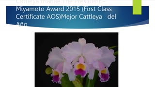 Cattleya trianae The President –
Miyamoto Award 2015 (First Class
Certificate AOS)Mejor Cattleya del
Año
 