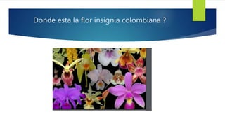 Donde esta la flor insignia colombiana ?
 