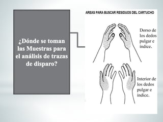 Dorso de
los dedos
pulgar e
índice.
Interior de
los dedos
pulgar e
índice.
 