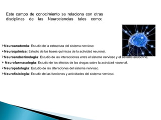 Neuroanatomía: Estudio de la estructura del sistema nervioso
Neuroquímica: Estudio de las bases químicas de la actividad neuronal. 
Neuroendocrinología: Estudio de las interacciones entre el sistema nervioso y el sistema endócrino. 
 Neurofarmacología: Estudio de los efectos de las drogas sobre la actividad neuronal. 
Neuropatología: Estudio de las alteraciones del sistema nervioso. 
Neurofisiología: Estudio de las funciones y actividades del sistema nervioso.  
Este campo de conocimiento se relaciona con otras
disciplinas de las Neurociencias tales como: 
 