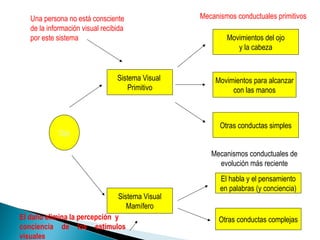 El daño elimina la percepción y
conciencia de los estímulos
visuales
Ojo
Sistema Visual
Primitivo
Sistema Visual
Mamífero
Movimientos del ojo
y la cabeza
Movimientos para alcanzar
con las manos
Otras conductas simples
El habla y el pensamiento
en palabras (y conciencia)
Otras conductas complejas
Mecanismos conductuales primitivos
Mecanismos conductuales de
evolución más reciente
Una persona no está consciente
de la información visual recibida
por este sistema
 