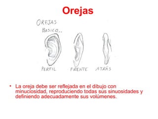 Orejas
• La oreja debe ser reflejada en el dibujo con
minuciosidad, reproduciendo todas sus sinuosidades y
definiendo adecuadamente sus volúmenes.
 