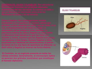 RIBOSOMAS: Son orgánulos visibles
solamente con membrana endoplasmica. Son
partículas globulares de 15-30 nm. de diámetro....