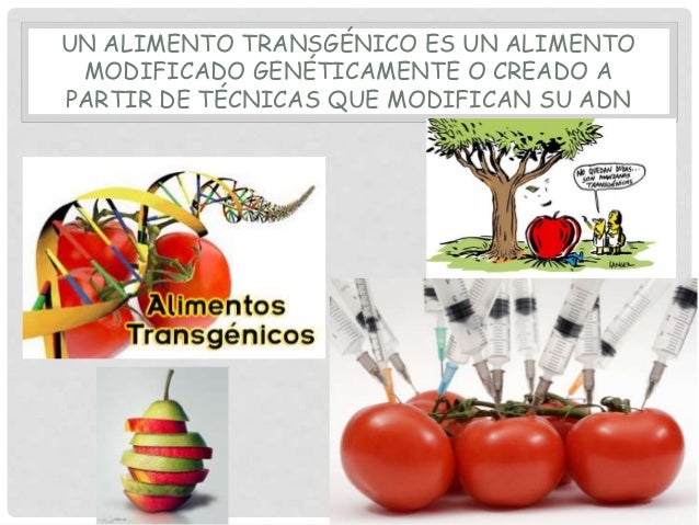 alimentos transgenicos alimentos transgenicos alimentos transgenicos alimentos transgenicos