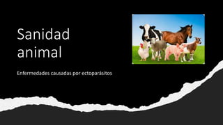 Sanidad
animal
Enfermedades causadas por ectoparásitos
 