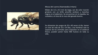 Mosca del cuerno (Haematobia irritans)
Miden de 3.5 a 4.5 mm de largo, son de color marrón
grisáceo con un brillo amarillo verdoso y manchas
negras en el abdomen. Se encuentran en la espalda, los
costados y el área de la nuca del ganado bovino.
Se alimentan de sangre de 20 a 40 veces al día, tienen
un ciclo de vida de 10 a 14 días, y las hembras solo se
separan de los animales para ovipositar en el estiércol
fresco, pueden poner hasta 400 huevos en toda su
vida.
 