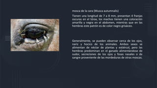 mosca de la cara (Musca autumnalis)
Tienen una longitud de 7 a 8 mm, presentan 4 franjas
oscuras en el tórax, los machos tienen una coloración
amarilla y negra en el abdomen, mientras que en las
hembras este patrón es de color negro grisáceo.
Generalmente, se pueden observar cerca de los ojos,
nariz y hocico de los animales. Ambos sexos se
alimentan de néctar de plantas y estiércol, pero las
hembras predominan en el ganado alimentándose de
sudor, secreciones de los ojos y fosas nasales o de
sangre proveniente de las mordeduras de otras moscas.
 